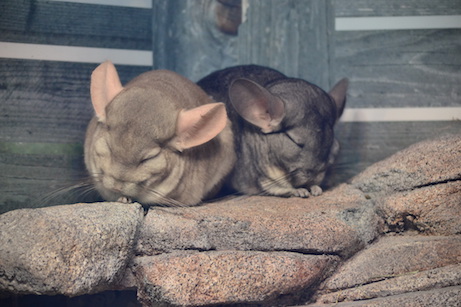Chinchillas