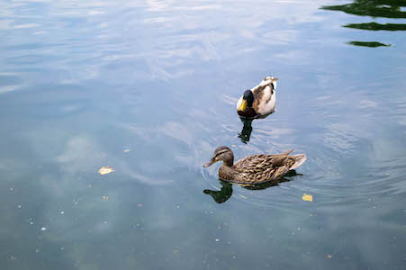 Ducks @ Central Park