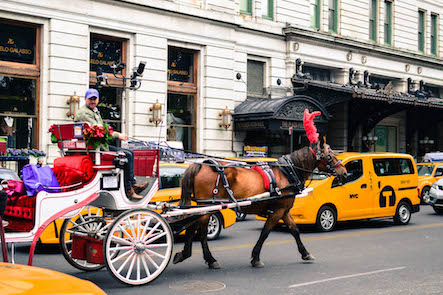 NYC Horse Carriage